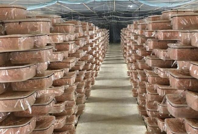 蟲草花發貨倉庫