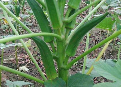 新鮮蔬菜配送:秋葵