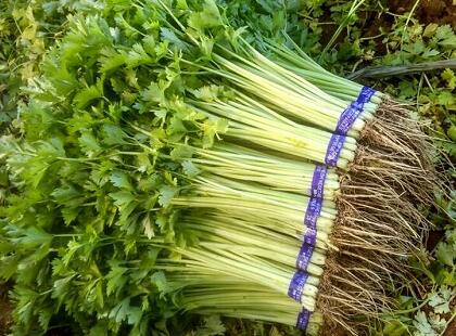 新鮮蔬菜配送:香芹